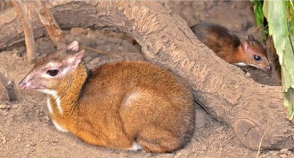 小鼷鹿的母亲也在该动物园出生