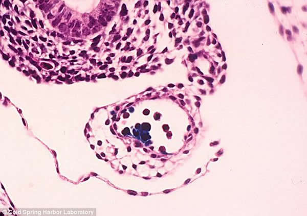 图中蓝色部分是初期造血干细胞,在一个胚胎血管之中。人类血液通过骨髓中的干细胞持续更换,它们分裂形成不同类型的血细胞。