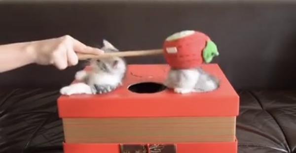 ̩��������facebook���ء�Űè����Ƭ �á��������Ϸ����ʽ