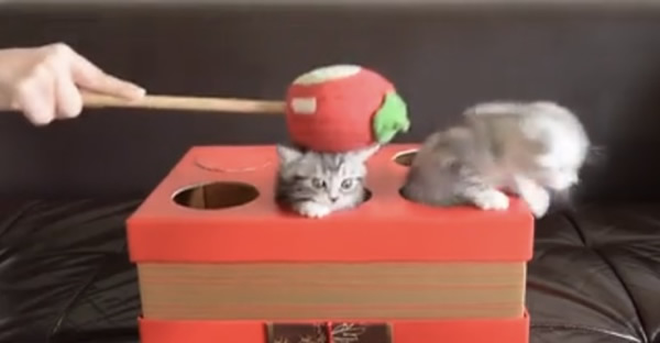 Сè�˻��ӳ�