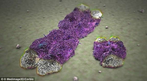 瑞士科学家发现哺乳动物首个“亚当夏娃”性别基因出现于大约1.8亿年前