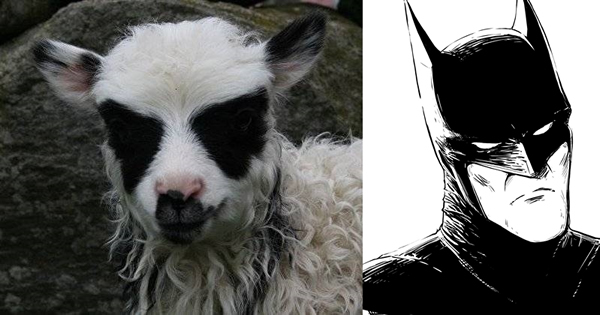 ������(��)ȷ����������Ϊ����