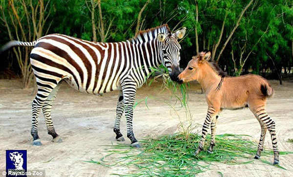 墨西哥动物园斑马与农场驴交配产下罕见“斑驴宝宝”