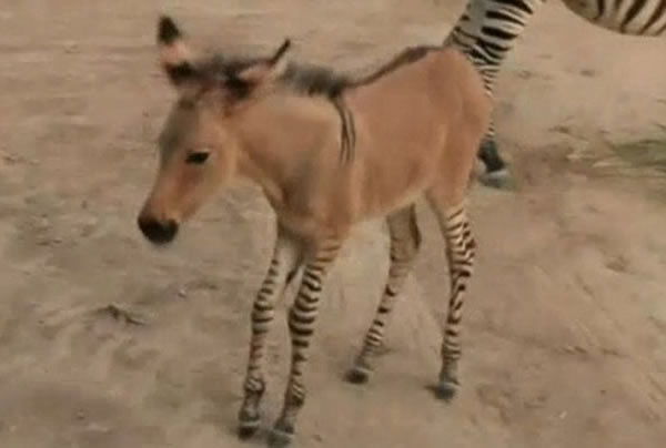墨西哥动物园斑马与农场驴交配产下罕见“斑驴宝宝”
