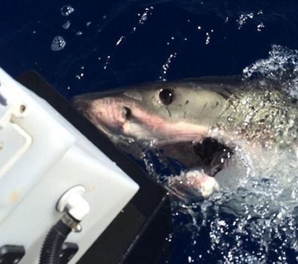 这条鲨鱼估计有5米长,在两个多小时的时间内不停绕着渔船打圈,并撞击渔船。
