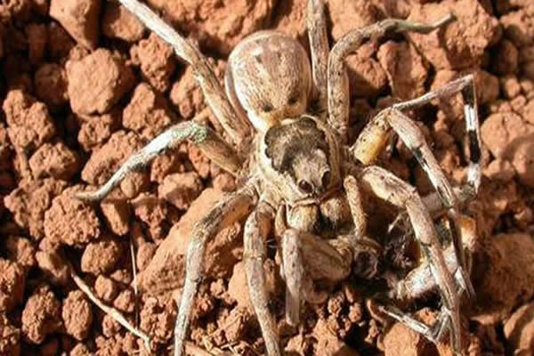 оLycosa hispanica֩ڽ֮ǰɡʳ