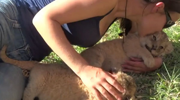 С��ʨ���Ҹ�