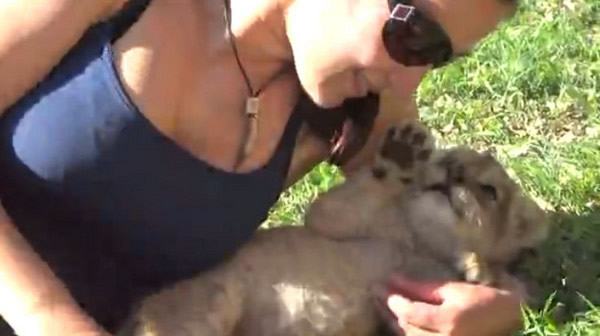 С��ʨ���Ҹ�