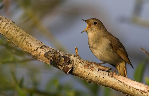 英国夜莺的数目14年内锐减近6成