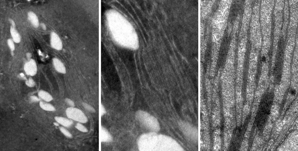 海南岛始新世的莲叶化石中的叶绿体(左)保存着包括基粒片层结构和淀粉粒的超微结构(中)。其中的基粒片层结构和现代莲叶中叶绿体的(右)基本相同