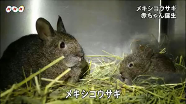 日本名古屋市的东山动物园成功诞下一只珍稀的墨西哥兔