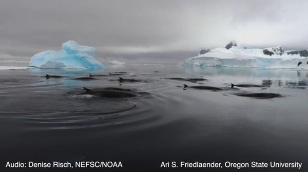 ��ѧ�����ϼ�С�뾨����װ����ѧ��ǩ���о������ⷢ�֣����е�Ѽ�ӽ�������С�뾨�������ġ�