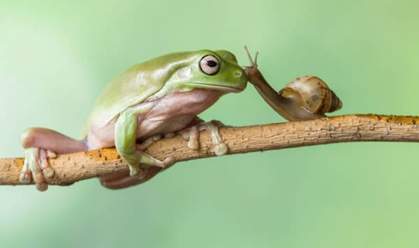 印尼大胆蜗牛爬到树蛙头上