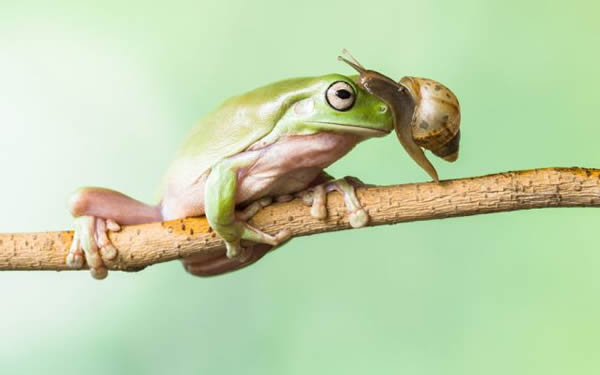 印尼大胆蜗牛爬到树蛙头上