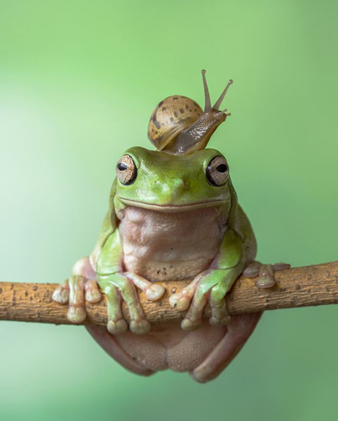 印尼大胆蜗牛爬到树蛙头上