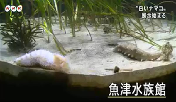 日本水族馆展出一只极为罕见的白色海参