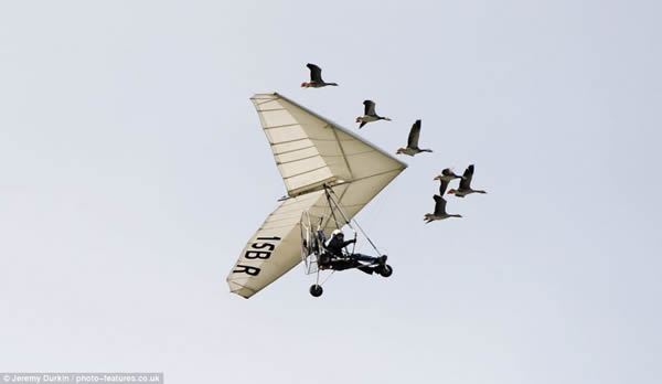 法国“鸟人”带着雁群飞翔