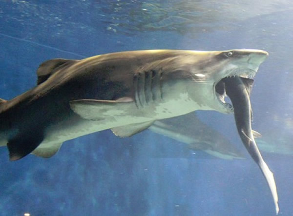 日本水族馆发生恐怖大鲨鱼吞小鲨鱼事件 沙虎鲨吞灰三齿鲨