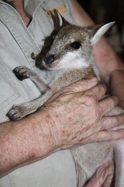 西澳省当局在非法卖家手中救回小沙袋鼠