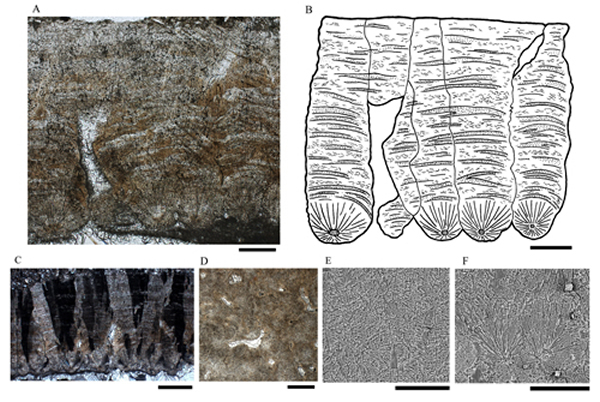 金国微椭圆蛋(Parvoblongoolithus jinguoensis oogen. et oosp. nov.)蛋壳显微结构,A, B, E, F, 比例