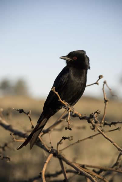 ���޵Ĵ������ࡰ��β��β����ģ�������������ֵľ�������