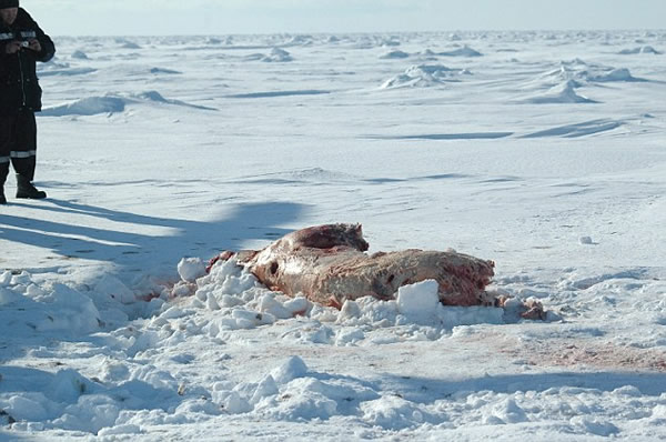 ����˹�����ܲ��������ǹɱ��Ƥ