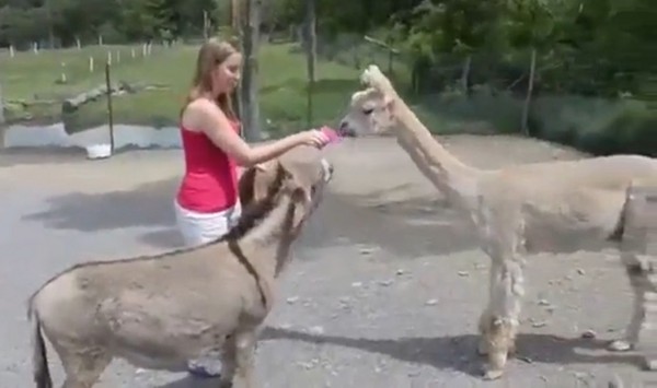 一头驴子为了美女飞踢羊驼