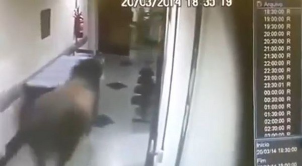 巴西野牛冲进医院追女护士