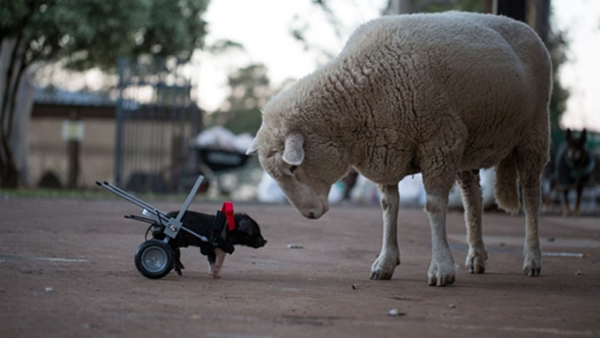 ����Ļ�(��)��ʱ��������������һ����ˣ