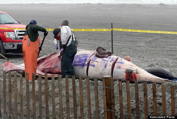 �����������ݸ�ǳС�뾨ʬ�屻Ϳѻ