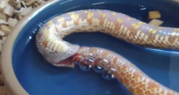 רҹƸˣҧԼ򼢶ҧԼβ͡