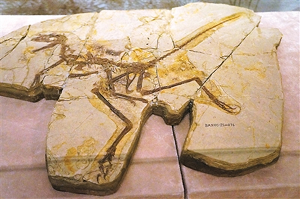 中国化石里的地球故事