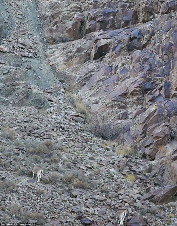 ��ֻ����è�ƶ�����ϲ������ɽ´�����ƽ���ͷ����ʱ������ѷ��������ټ���