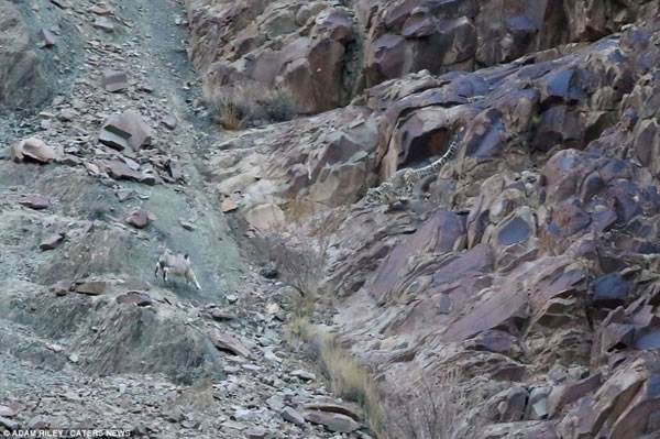 ��ֻѩ����ɽ�������£�����ƴ���Ӵܡ�