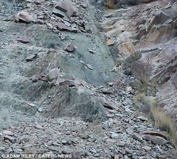 ѩ��Ѹ�ٴ����س����������첽׷������