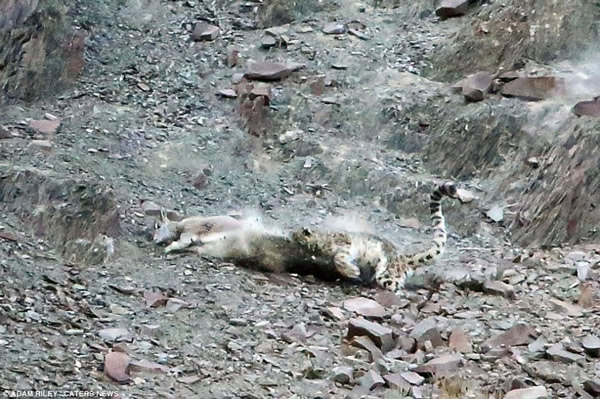 �����׷����ĳ�������ʯ�У���ֻ�����ꤵĴ���è�ƶ���׷�����