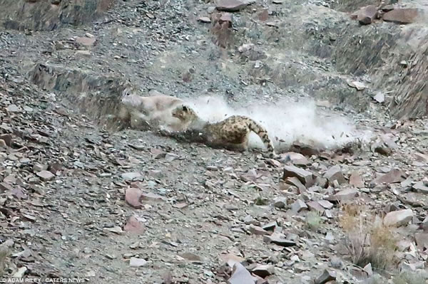 ��ֻ����������ͼȫ�����ѣ����������Ѻ��޻��������ƻ���ʳ�����������ˡ�