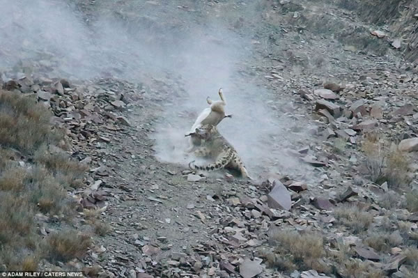 ѩ��������ҧס����Ȼ���������ɽ����