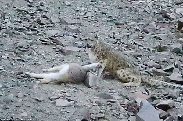 ѩ���۵���������������������ϢƬ�̣�Ȼ��ʼ������ٵ������׵����͡�