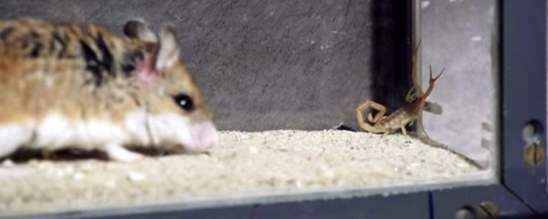 ɳ��ʳ�����ս��ƤЫ