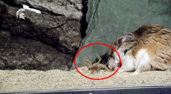 ʳ������ǰצ�����ݹ���Ы��