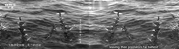 《舌尖2》飞鱼镜头(左)被指照炒BBC纪录片(右)。