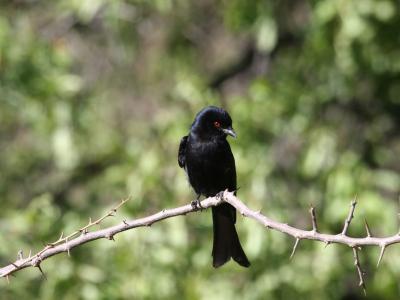 ββ(Dicrurus adsimilis)