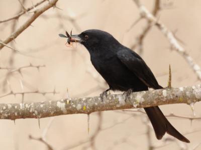 ββ(Dicrurus adsimilis)