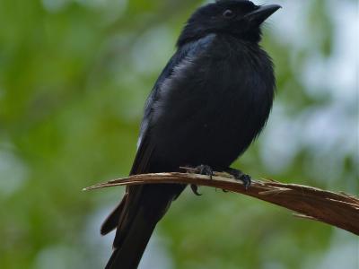 ββ(Dicrurus adsimilis)