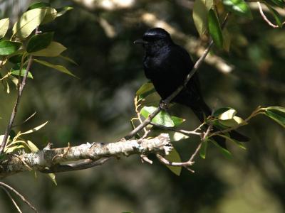 ββ(Dicrurus adsimilis)