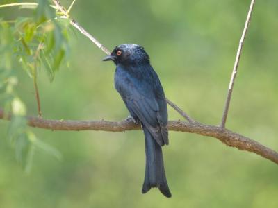 ββ(Dicrurus adsimilis)