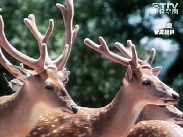 台湾垦丁国家公园引来猎人觊觎猎捕梅花鹿