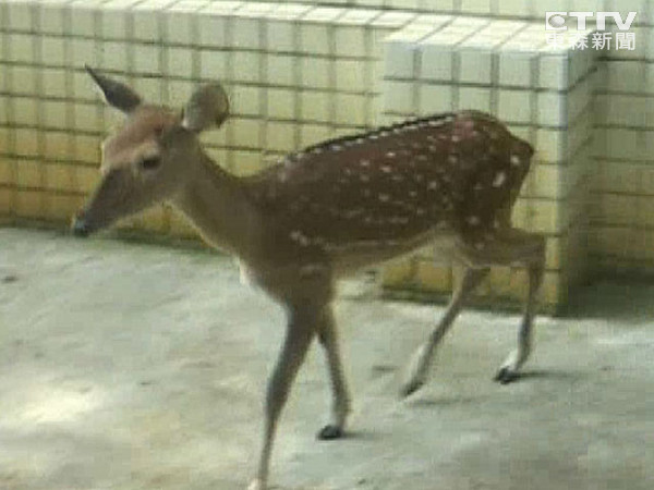 台湾垦丁国家公园引来猎人觊觎猎捕梅花鹿