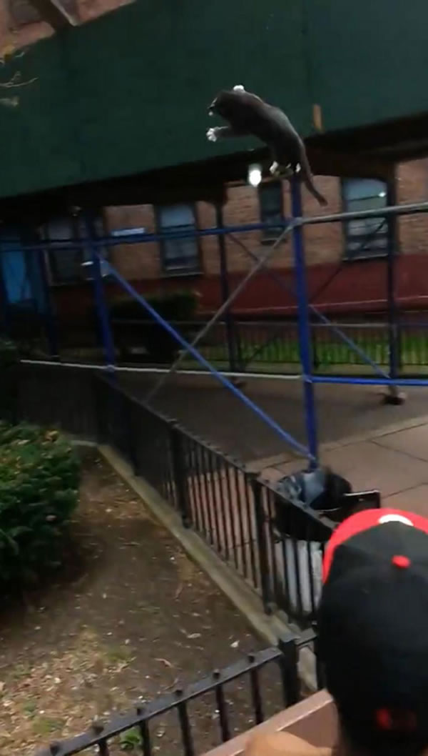 小猫遭踢后,径直飞到3米高空。